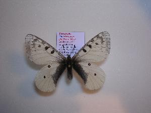  (Parnassius phoebus sauricus - 2005-LOWA-302)  @13 [ ] CreativeCommons - Attribution (2010) CBG Photography Group Centre for Biodiversity Genomics