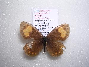  (Erebia turanica susamyr - 2005-LOWA-375)  @13 [ ] CreativeCommons - Attribution (2010) CBG Photography Group Centre for Biodiversity Genomics