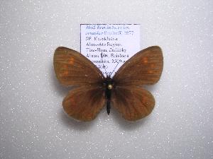  (Erebia turanica - 2005-LOWA-65)  @13 [ ] CreativeCommons - Attribution (2010) CBG Photography Group Centre for Biodiversity Genomics