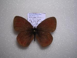  (Erebia radians - 2005-LOWA-506)  @13 [ ] CreativeCommons - Attribution (2010) CBG Photography Group Centre for Biodiversity Genomics