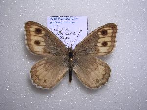  (Pseudochazara pallida - 2005-LOWA-150)  @13 [ ] CreativeCommons - Attribution (2010) CBG Photography Group Centre for Biodiversity Genomics