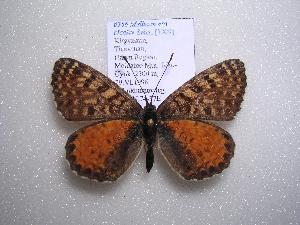  (Melitaea ala bicolor - 2005-LOWA-356)  @14 [ ] CreativeCommons - Attribution (2010) CBG Photography Group Centre for Biodiversity Genomics