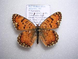  (Melitaea sibina - 2005-LOWA-437)  @13 [ ] CreativeCommons - Attribution (2010) CBG Photography Group Centre for Biodiversity Genomics