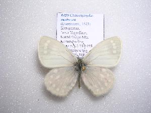  (Coenonympha sunbecca - 2005-LOWA-455)  @14 [ ] CreativeCommons - Attribution (2010) CBG Photography Group Centre for Biodiversity Genomics