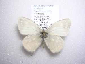  (Coenonympha sunbecca - 2005-LOWA-457)  @14 [ ] CreativeCommons - Attribution (2010) CBG Photography Group Centre for Biodiversity Genomics