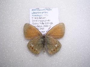  (Coenonympha glycerion - 2005-LOWA-309)  @13 [ ] CreativeCommons - Attribution (2010) CBG Photography Group Centre for Biodiversity Genomics