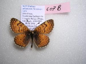  (Melitaea sultanensis - 2005-LOWA-607)  @13 [ ] CreativeCommons - Attribution (2010) CBG Photography Group Centre for Biodiversity Genomics