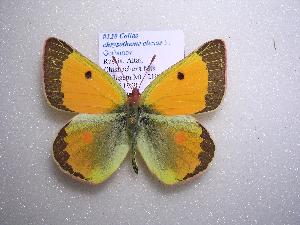  (Colias chrysotheme elenae - 2005-LOWA-128)  @13 [ ] CreativeCommons - Attribution (2010) CBG Photography Group Centre for Biodiversity Genomics