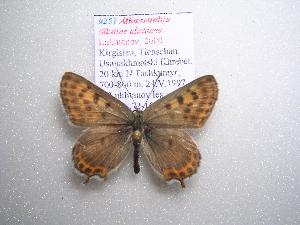  ( - 2005-LOWA-251)  @13 [ ] CreativeCommons - Attribution (2010) CBG Photography Group Centre for Biodiversity Genomics