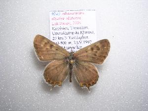  ( - 2005-LOWA-248)  @13 [ ] CreativeCommons - Attribution (2010) CBG Photography Group Centre for Biodiversity Genomics