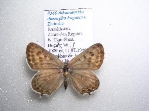  (Athamanthia dimorpha bogutena - 2005-LOWA-346)  @13 [ ] CreativeCommons - Attribution (2010) CBG Photography Group Centre for Biodiversity Genomics