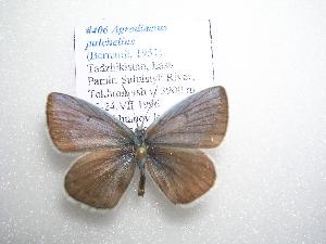  (Polyommatus pulchellus - 2005-LOWA-406)  @14 [ ] CreativeCommons - Attribution Non-Commercial Share-Alike (2010) CBG Photography Group Centre for Biodiversity Genomics