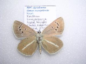  (Polyommatus damon mongolensis - 2005-LOWA-834)  @14 [ ] CreativeCommons - Attribution (2010) CBG Photography Group Centre for Biodiversity Genomics