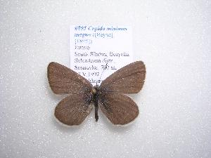  (Cupido minimus - 2005-LOWA-746)  @13 [ ] CreativeCommons - Attribution Non-Commercial Share-Alike (2010) CBG Photography Group Centre for Biodiversity Genomics