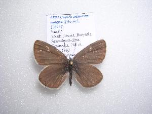  (Cupido minimus - 2005-LOWA-745)  @13 [ ] CreativeCommons - Attribution (2010) CBG Photography Group Centre for Biodiversity Genomics