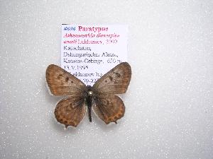  (Athamanthia dimorpha emeli - 2005-LOWA-665)  @13 [ ] CreativeCommons - Attribution (2010) CBG Photography Group Centre for Biodiversity Genomics