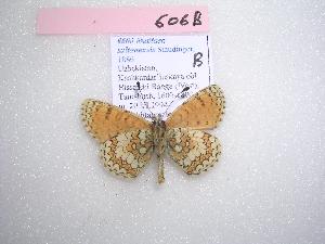  ( - McGuire-606B)  @13 [ ] CreativeCommons - Attribution (2010) CBG Photography Group Centre for Biodiversity Genomics
