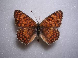  (Melitaea phoebe pseudosibina - LOWA-AR-10)  @13 [ ] Unspecified (default): All Rights Reserved  Unspecified Unspecified
