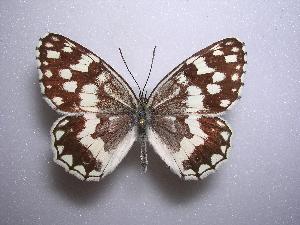  (Melanargia larissa - LOWA-AR-36)  @15 [ ] Unspecified (default): All Rights Reserved  Unspecified Unspecified