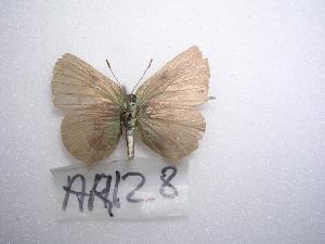  (Callophrys paulae or suaveola - LOWA-AR-128)  @13 [ ] Unspecified (default): All Rights Reserved  Unspecified Unspecified