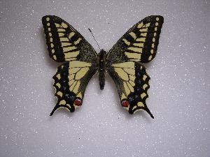  (Papilio machaon rinpoche - LOWA-NL-6)  @13 [ ] Unspecified (default): All Rights Reserved  Unspecified Unspecified