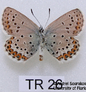  (Plebejus argus - McGuire09-TR26)  @14 [ ] Unspecified (default): All Rights Reserved  Unspecified Unspecified