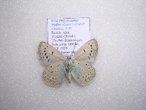  (Polyommatus icadius cicero - 2005-LOWA-136)  @13 [ ] Unspecified (default): All Rights Reserved  Unspecified Unspecified