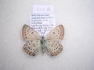  (Polyommatus amandus amata - McGuire-602B)  @12 [ ] Unspecified (default): All Rights Reserved  Unspecified Unspecified