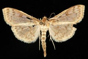  ( - CGWC-3883)  @14 [ ] CreativeCommons - Attribution (2010) CBG Photography Group Centre for Biodiversity Genomics