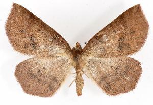  ( - CGWC-4102)  @13 [ ] CreativeCommons - Attribution (2010) CBG Photography Group Centre for Biodiversity Genomics