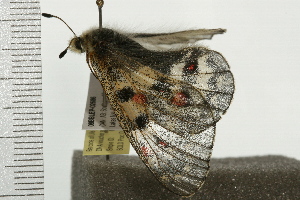  ( - 08BBLEP-02686)  @12 [ ] CreativeCommons - Attribution (2008) CBG Photography Group Centre for Biodiversity Genomics