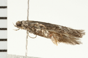  ( - 08BBLEP-03134)  @12 [ ] CreativeCommons - Attribution (2008) CBG Photography Group Centre for Biodiversity Genomics