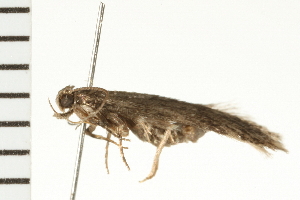  ( - 08BBLEP-03139)  @12 [ ] CreativeCommons - Attribution (2008) CBG Photography Group Centre for Biodiversity Genomics