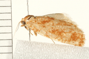  (Choristoneura lambertiana - 08BBLEP-03204)  @11 [ ] CreativeCommons - Attribution (2008) CBG Photography Group Centre for Biodiversity Genomics