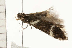  ( - 08BBLEP-03249)  @12 [ ] CreativeCommons - Attribution (2008) CBG Photography Group Centre for Biodiversity Genomics