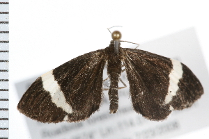  ( - 08BBLEP-02382)  @13 [ ] CreativeCommons - Attribution (2008) CBG Photography Group Centre for Biodiversity Genomics