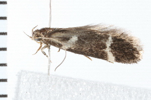  ( - 08BBLEP-02504)  @12 [ ] CreativeCommons - Attribution (2008) CBG Photography Group Centre for Biodiversity Genomics