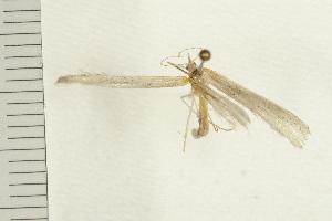  ( - 08BBLEP-03964)  @12 [ ] CreativeCommons - Attribution (2008) CBG Photography Group Centre for Biodiversity Genomics