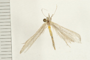  ( - 08BBLEP-03965)  @12 [ ] CreativeCommons - Attribution (2008) CBG Photography Group Centre for Biodiversity Genomics