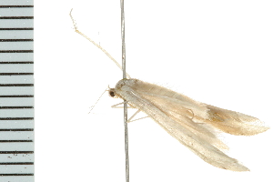  ( - 08BBLEP-04204)  @12 [ ] CreativeCommons - Attribution (2009) CBG Photography Group Centre for Biodiversity Genomics