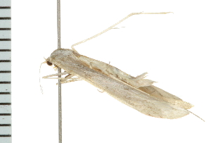  ( - 08BBLEP-04205)  @12 [ ] CreativeCommons - Attribution (2009) CBG Photography Group Centre for Biodiversity Genomics