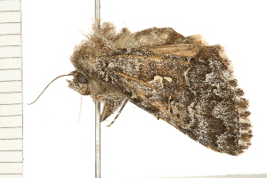  ( - 08BBLEP-03470)  @12 [ ] CreativeCommons - Attribution (2008) CBG Photography Group Centre for Biodiversity Genomics