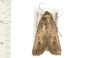  ( - 08BBLEP-03680)  @12 [ ] CreativeCommons - Attribution (2008) CBG Photography Group Centre for Biodiversity Genomics