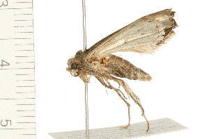  ( - 08BBLEP-03682)  @12 [ ] CreativeCommons - Attribution (2008) CBG Photography Group Centre for Biodiversity Genomics