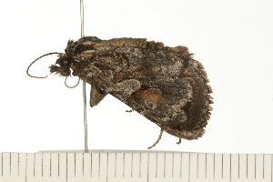  ( - 08BBLEP-04393)  @12 [ ] CreativeCommons - Attribution (2009) CBG Photography Group Centre for Biodiversity Genomics