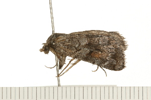  ( - 08BBLEP-04414)  @12 [ ] CreativeCommons - Attribution (2009) CBG Photography Group Centre for Biodiversity Genomics