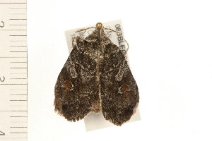  ( - 08BBLEP-04424)  @12 [ ] CreativeCommons - Attribution (2009) CBG Photography Group Centre for Biodiversity Genomics