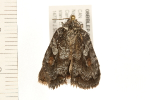  ( - 08BBLEP-04432)  @12 [ ] CreativeCommons - Attribution (2009) CBG Photography Group Centre for Biodiversity Genomics