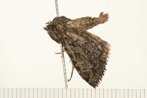  ( - 08BBLEP-04437)  @12 [ ] CreativeCommons - Attribution (2009) CBG Photography Group Centre for Biodiversity Genomics