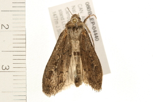  ( - 08BBLEP-04440)  @12 [ ] CreativeCommons - Attribution (2009) CBG Photography Group Centre for Biodiversity Genomics